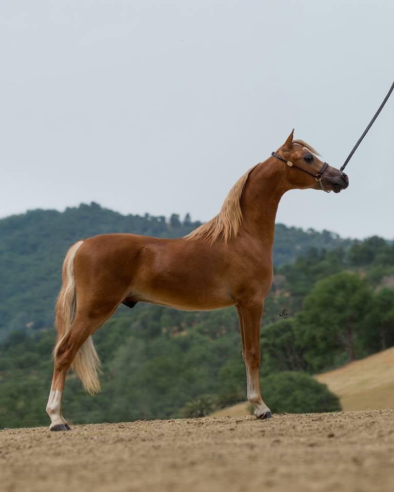 Rhapsody's Dance On Heir