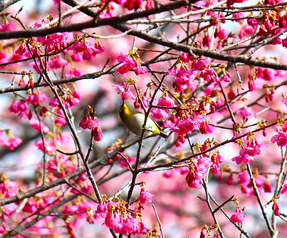 Bird watching Amami Guide