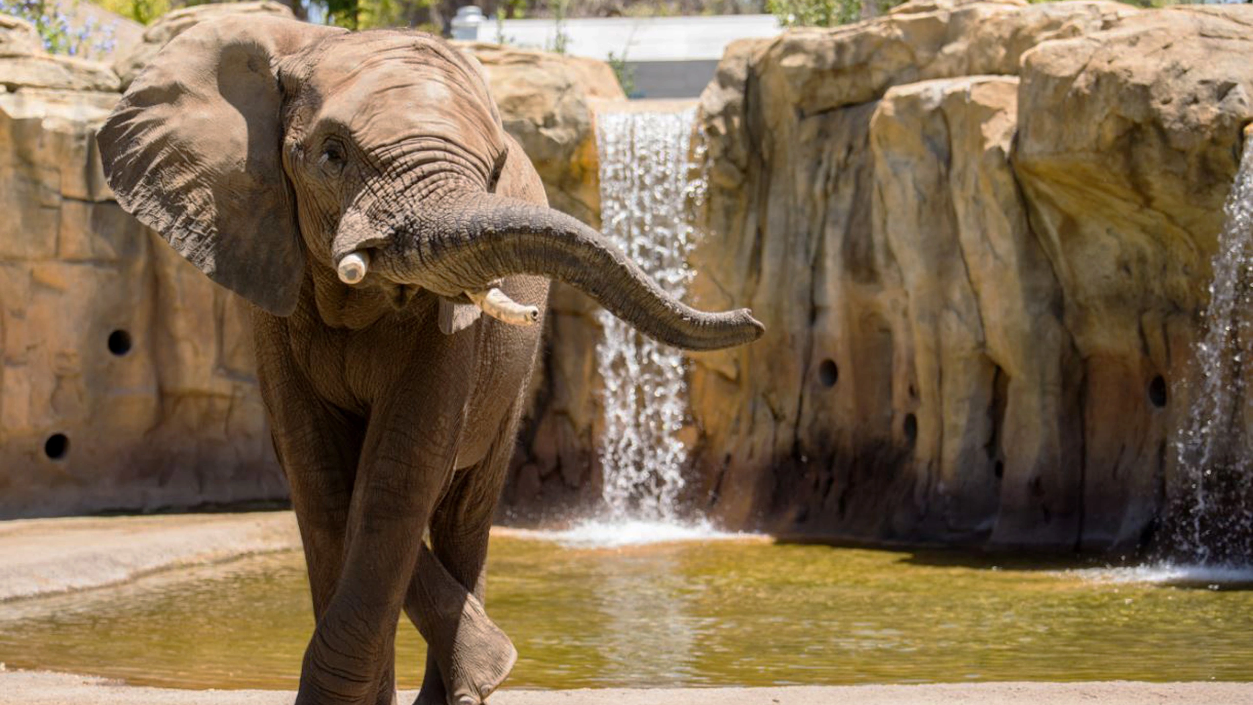 Elephant-Zoo.webp