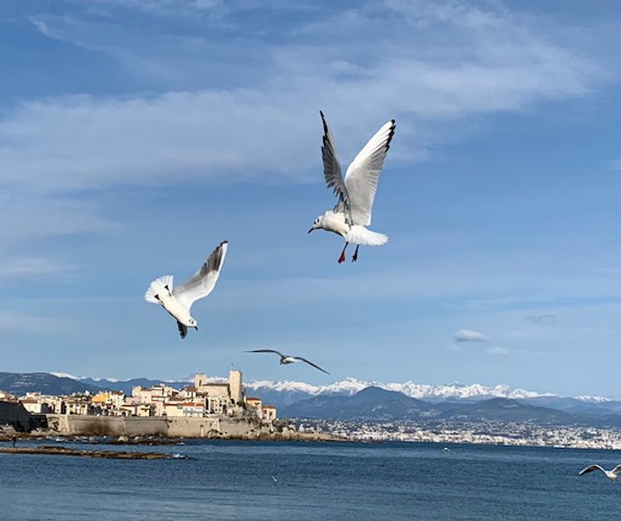 Antibes-seagulls.jpg