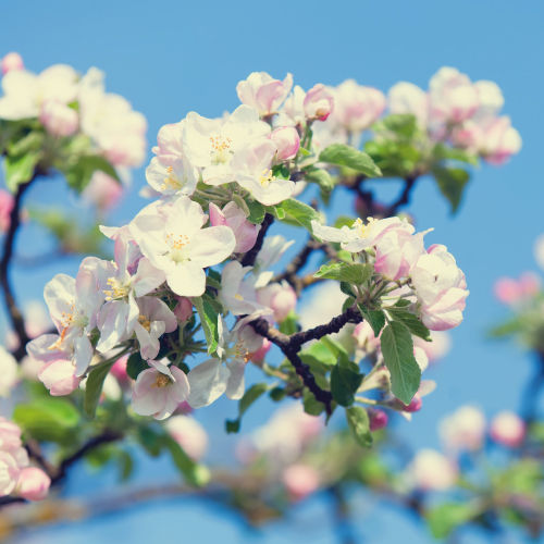 Thumbnail: Bach Flower Essence Cherry Plum