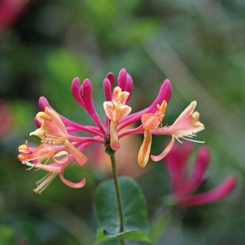 Thumbnail: Bach Flower Essence Honeysuckle