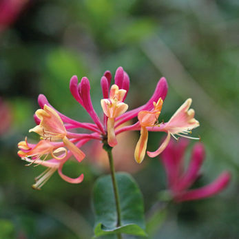 Madreselva de flores de Bach