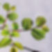 Elm