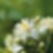 Clematis