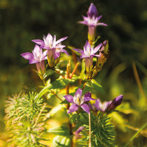 Thumbnail: Bach Flower Essence Gentian