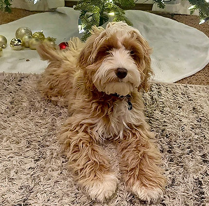 Apricot Australian Labradoodle