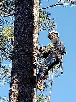 Tree Removal