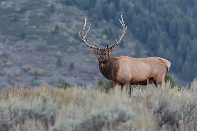 elk 2