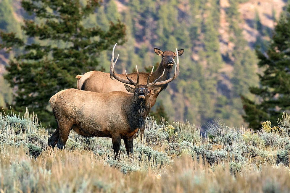Elk photo 4