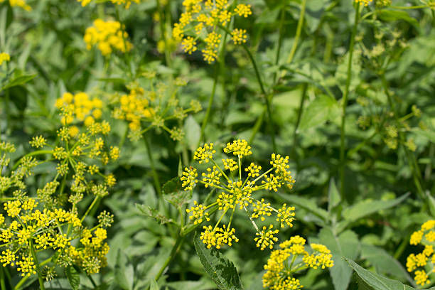 Tony Rowan tackles wild parsnip!