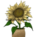 Thumbnail: Sunflower Pack 3