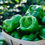 Thumbnail: California Wonder Sweet Pepper