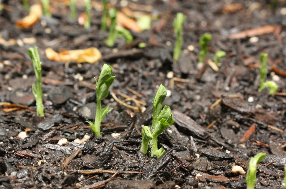 Thumbnail: Sugar Snap Peas
