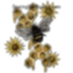 Thumbnail: Sunflower Pack 3