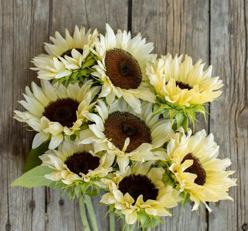 ProCut White Nite | My Site