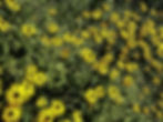 Black Eyed Susan