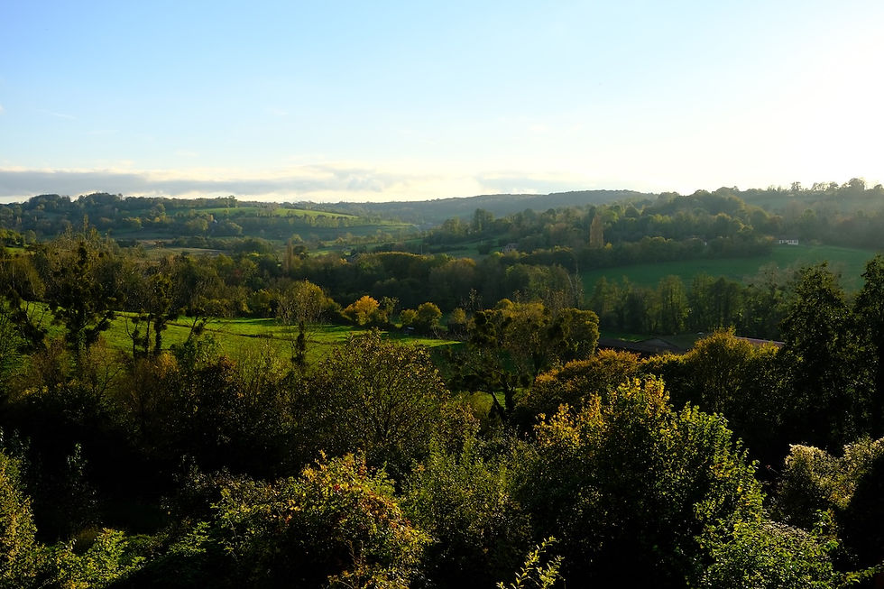 widok na łąki, lasy, drzewa 