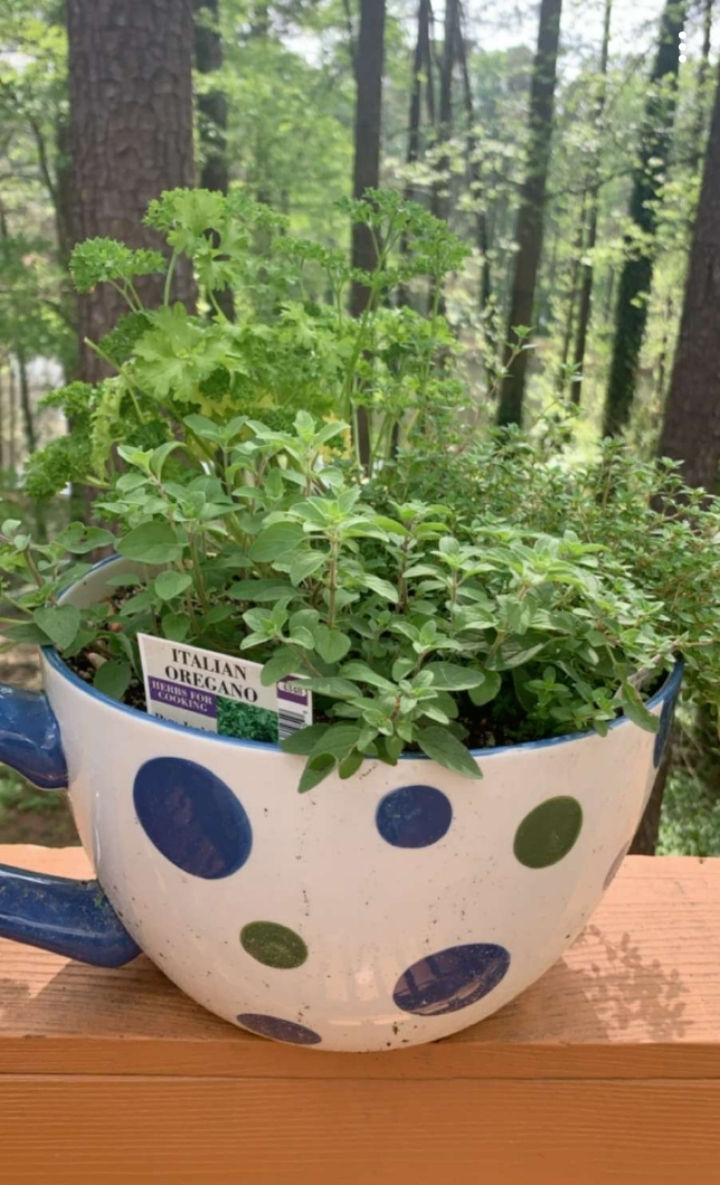 Small herb garden in a mug with forest in the background
