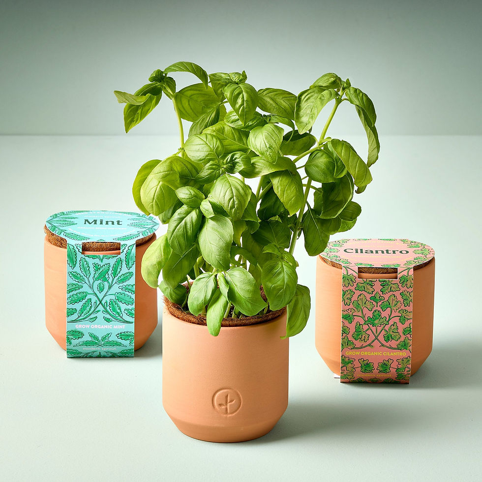 A collection of potted herbs, including basil in the center, displayed in terracotta planters with eco-friendly packaging for mint and cilantro. The setup promotes sustainable home gardening, offering a stylish and convenient way to grow organic herbs indoors.