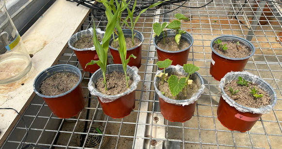 Corn and tomato plants in pots