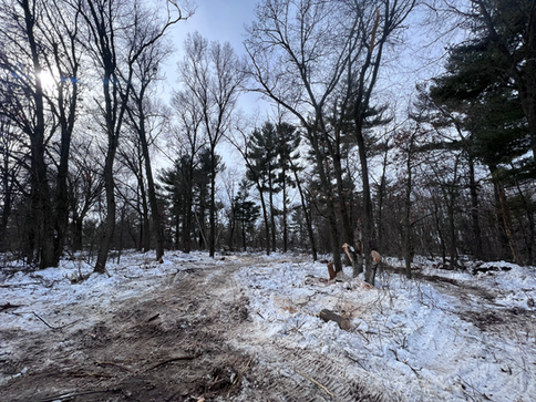 Land clearing project in progress to create a build site and driveway