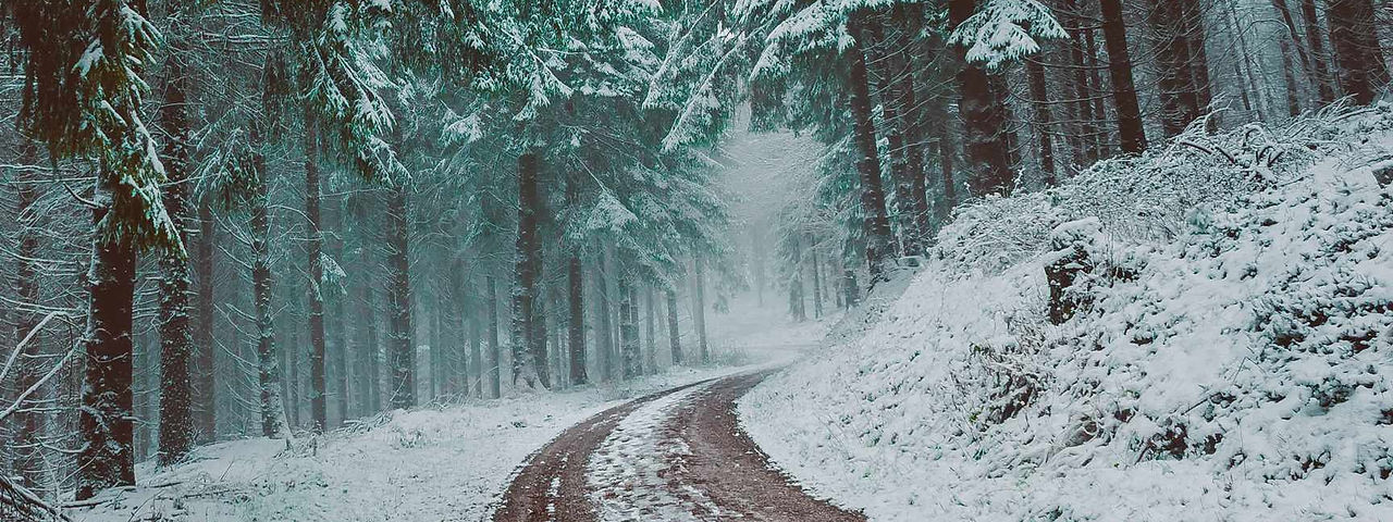 WinterForest.jpg