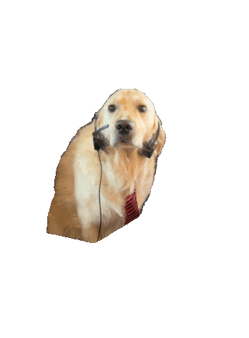 Shocked Dog Sticker by Rigatoni.gif