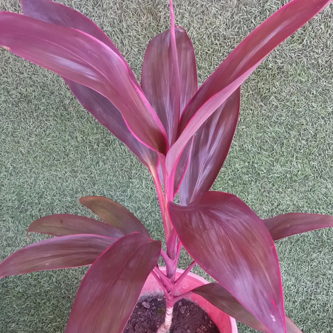 Plantitas de interior