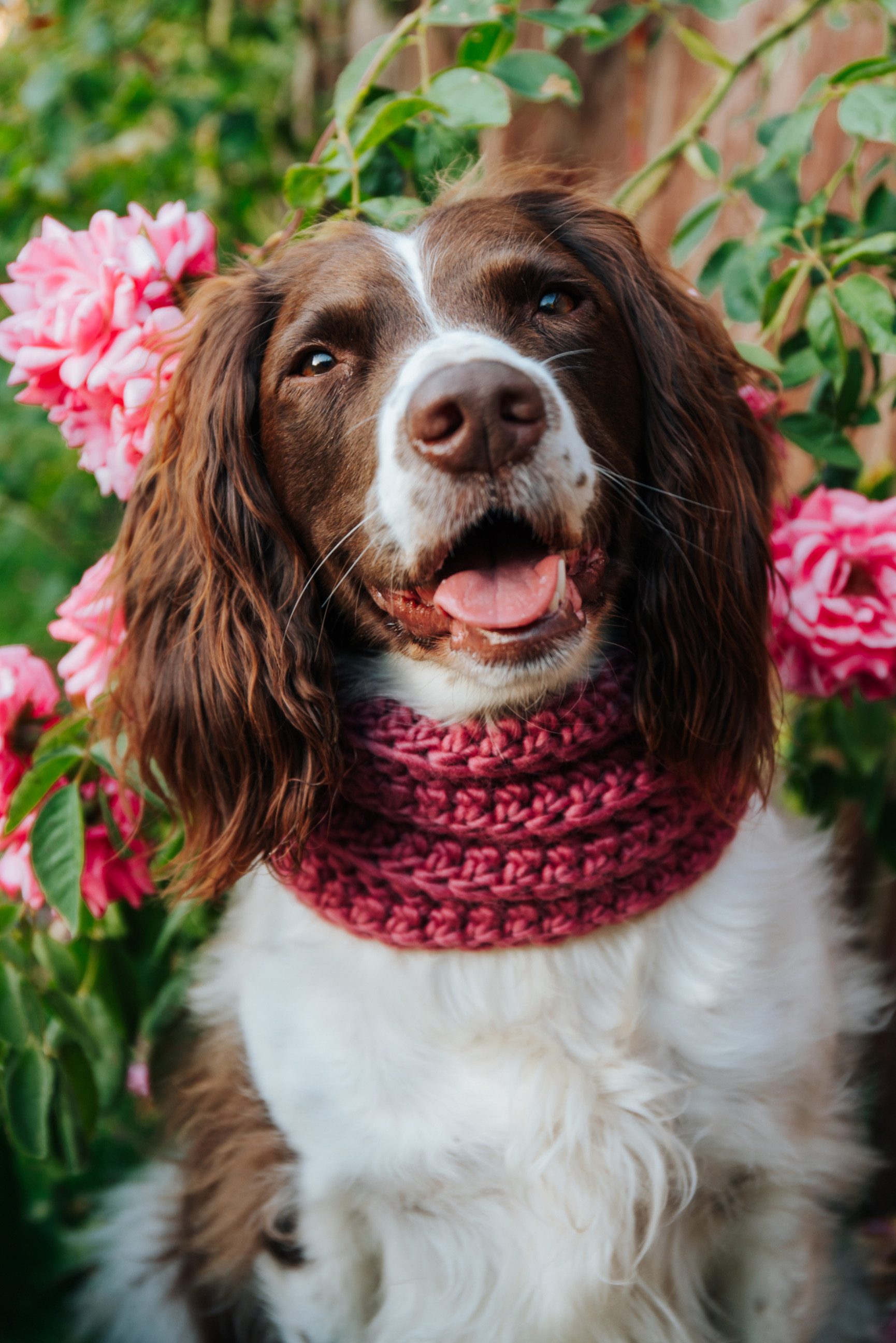 Bramble Pink Handmade Merino Wool Dog Snood