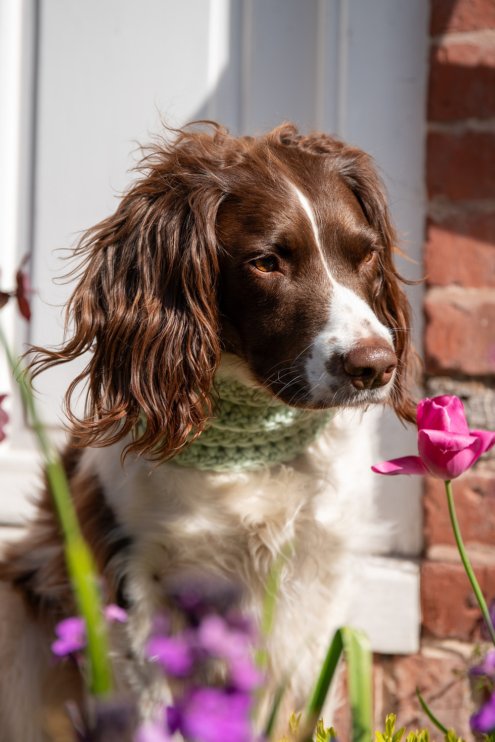 Thumbnail: Mint Green Merino Handmade Wool Dog Snood
