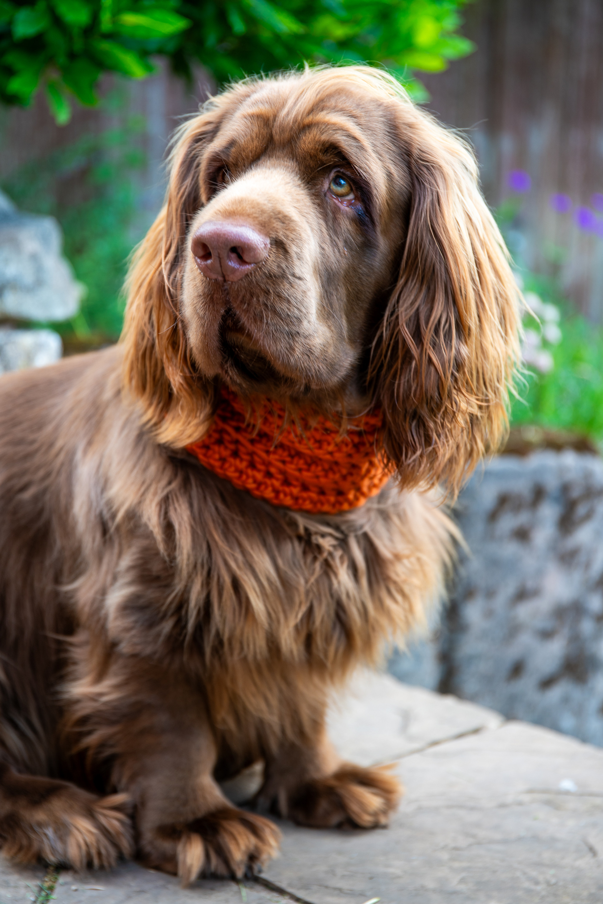 Foxtail Orange Handmade Merino Wool Dog Snood