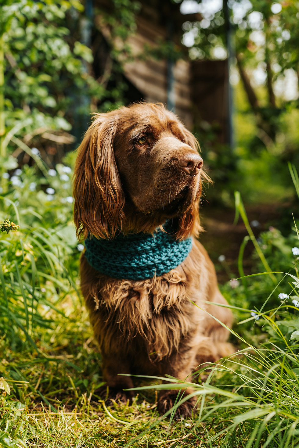 Thumbnail: Ready-Made Large Mallard Teal Merino Wool Dog Snood