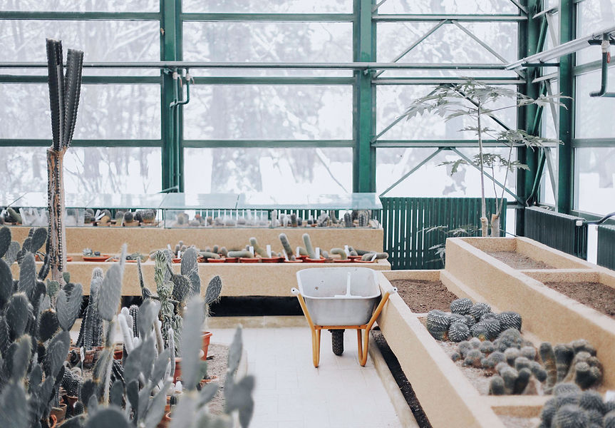 Cactus Shop