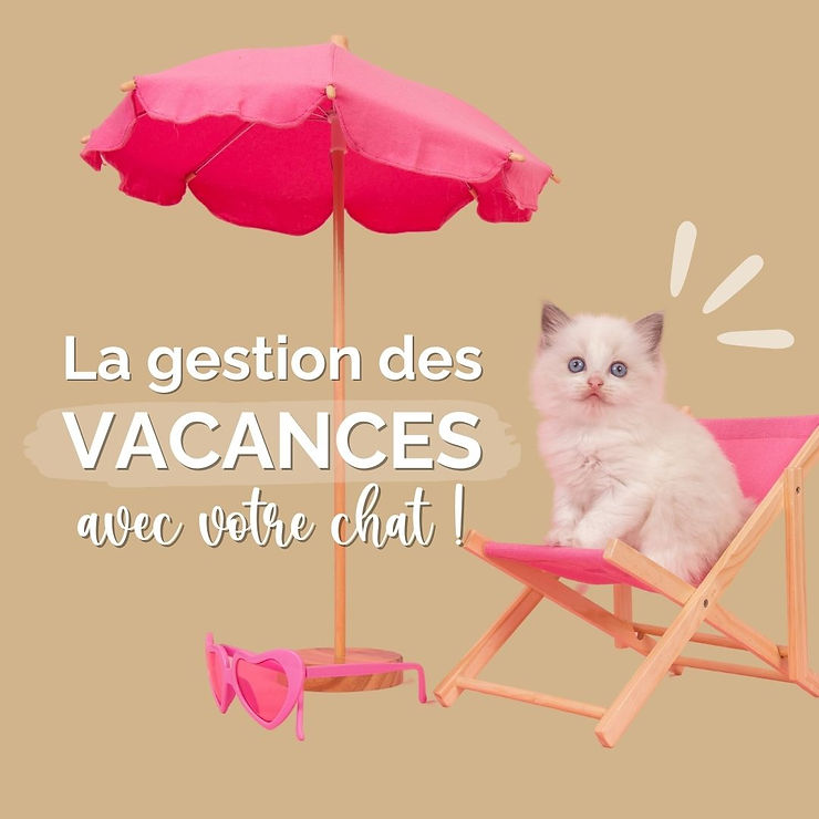 la gestion des vacances avec un chat