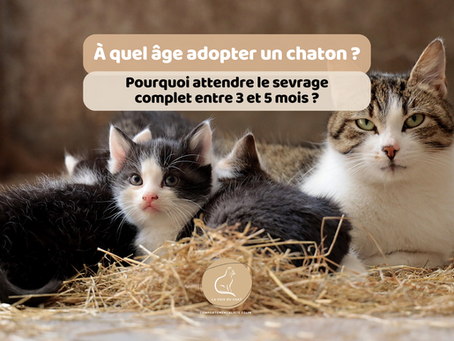 à quel âge adopter un chaton / sevrage chaton