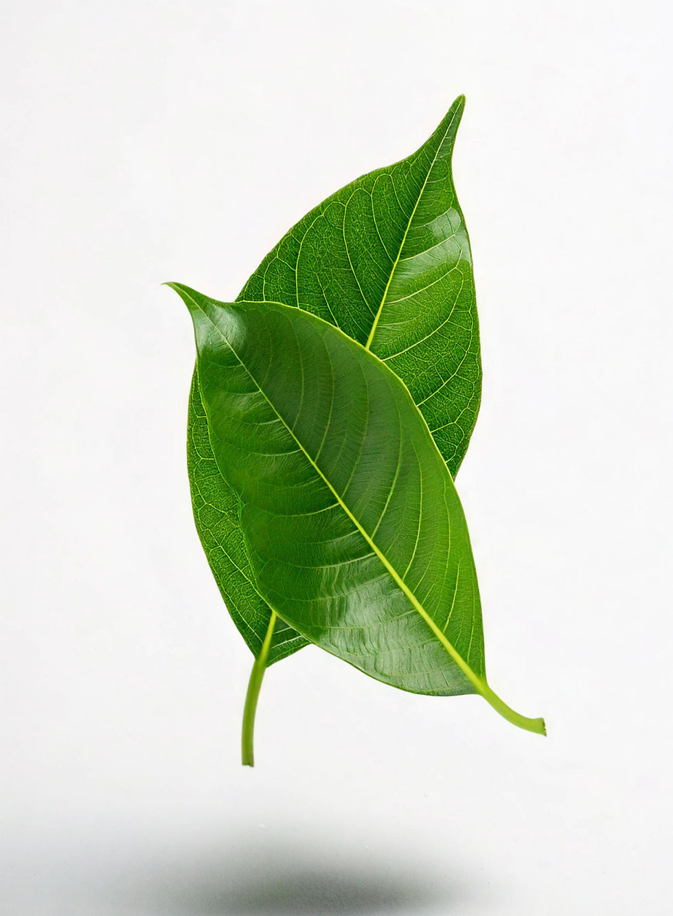 leaf of Hkgca