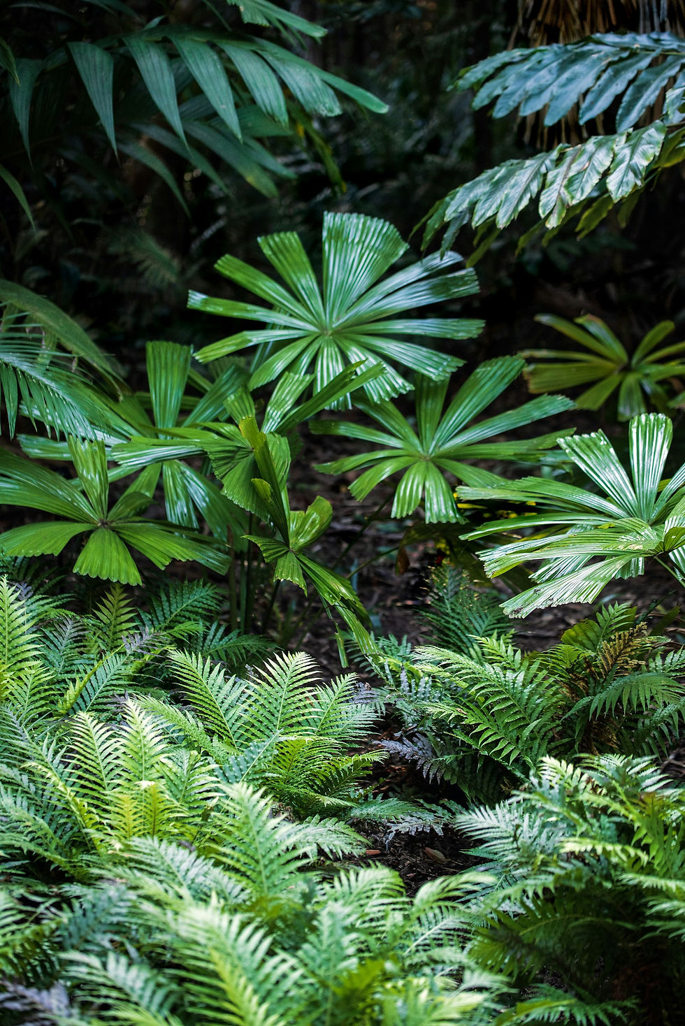 Ferns in a shady jungle garden
