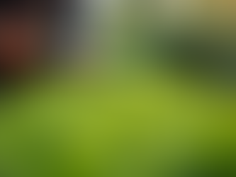 Transform Your Garden with Professional Gardening Services