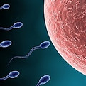 cc5-sperm.jpg