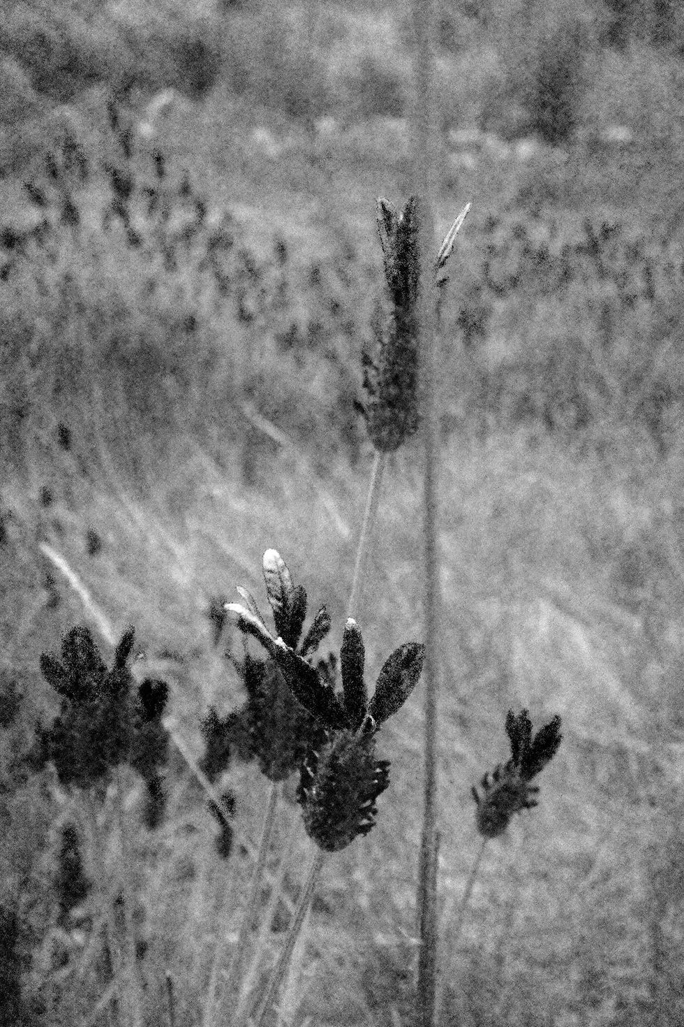 Dance 2023, Digital photograph, gelatin silver print © Atelier Sogni