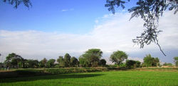 CAMPIÑA_DEL_VALLE_JEQUETEPEQUE_KM_714_CHEPEN.jpg