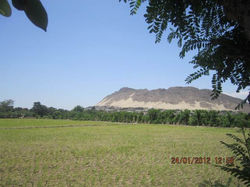 SIEMBRA DE ARROZ EN LA PROVINCIA DE CHEPEN.jpg