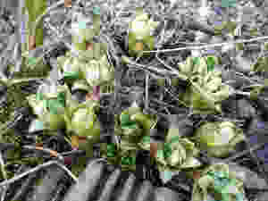 P1050642