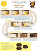 Mason Bee Life cycle