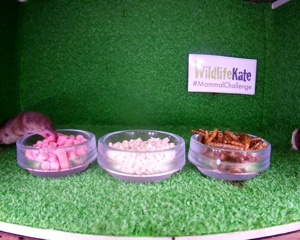 Cam15 HD Mammal Box 2015-08-13 22-54-49.417