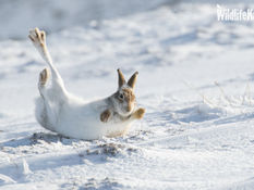 Runner-up in Mammal Photographer of the Year!
