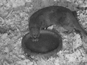 Otters & Daylight Badgers
