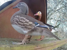 Mandarin Duck Visits.......