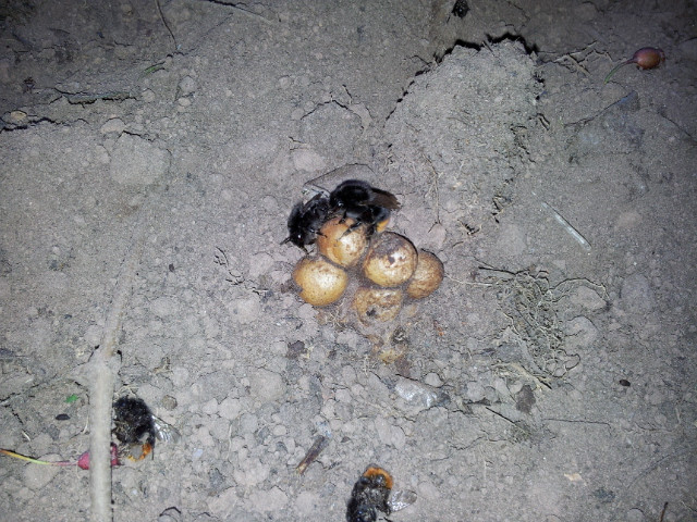 B Bees 3